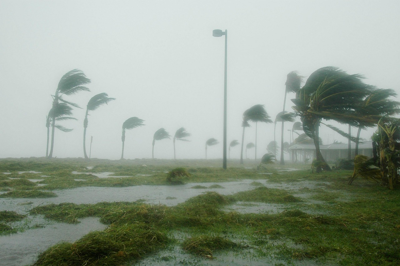 Image a strong storm, rain, windy, and palm trees swaying.